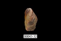 藏品(雲雀殼菜蛤)的圖片